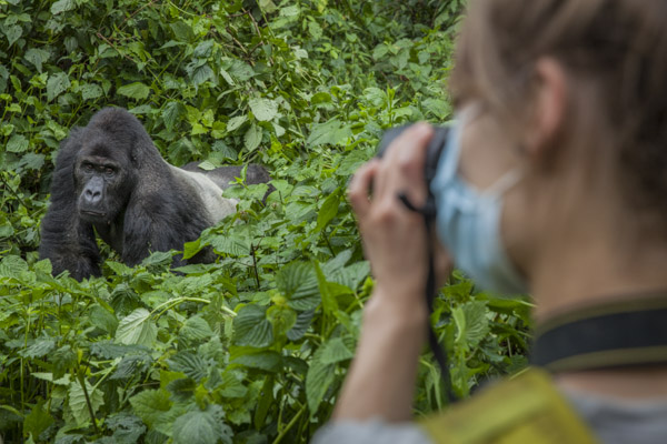 Gorilla tracking in DRC