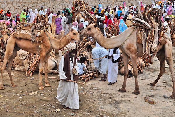 Wood and Camel Market
