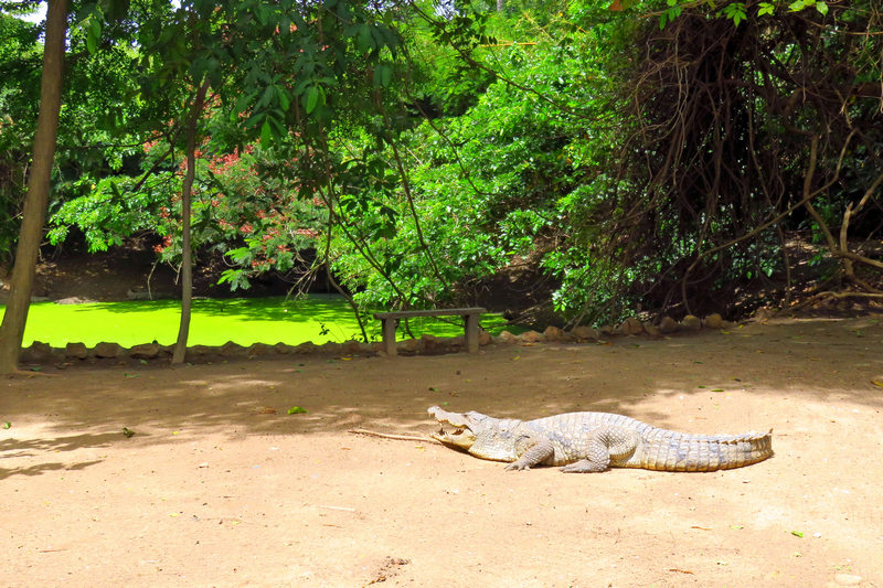  Kachikally Crocodile Pool