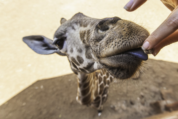 Kissing a giraffe