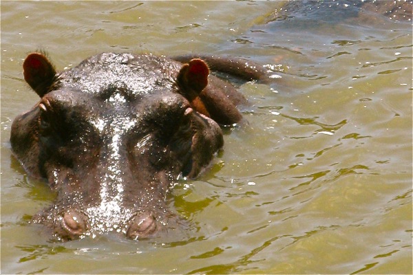 Hippo watching