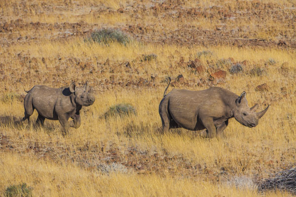 Desert Rhino Tracking