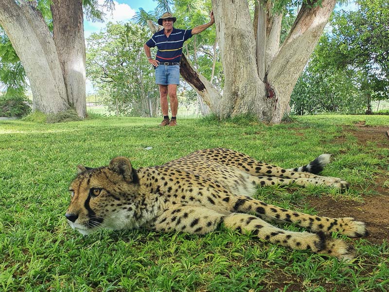 Cheetah Petting