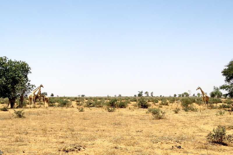 West Africa's Last Giraffes