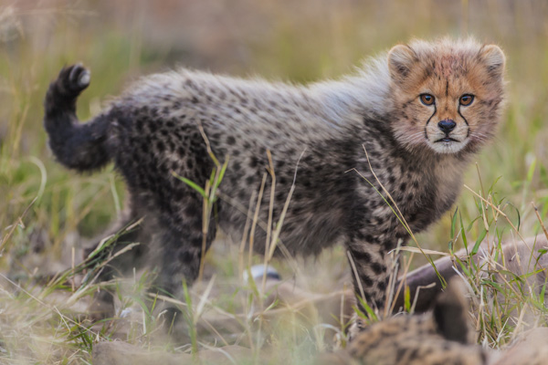 Cheetah encounters