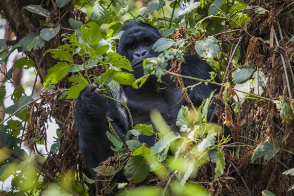 Gorilla tracking, Mgahinga