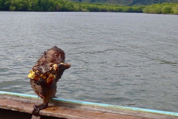 Crab-eating Macaques