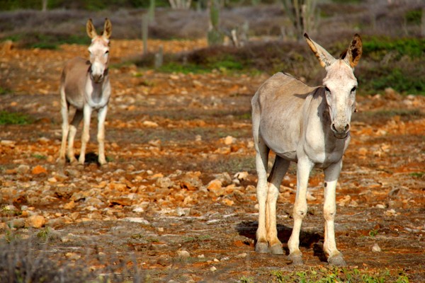  Wild goats and donkeys