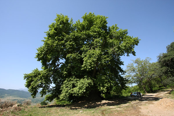 Giant tree