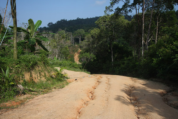 Jungle roads