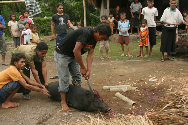 Pig getting slaughtered