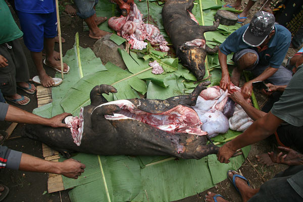 Pig getting chopped in pieces