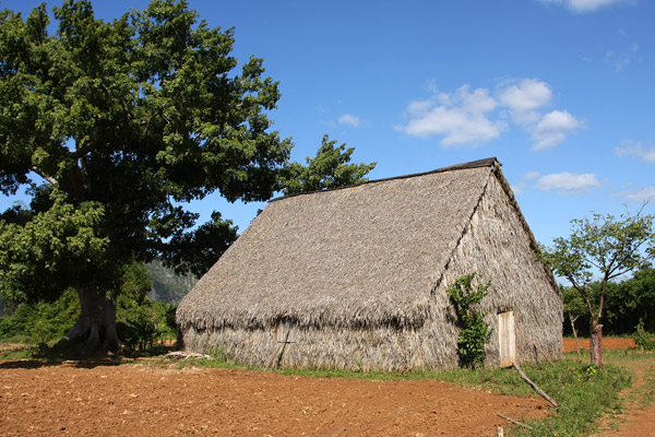 Palm thatched barn