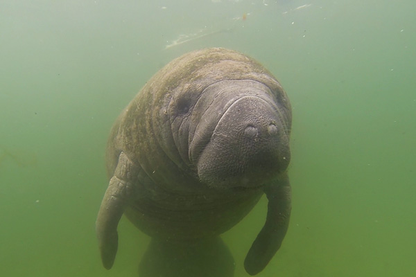 Snorkeling with manatees
