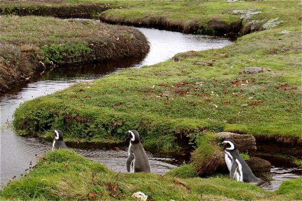 Otway Sound Pinguin Colony
