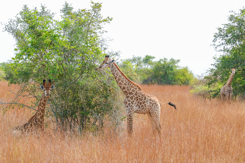 Kissama National Park