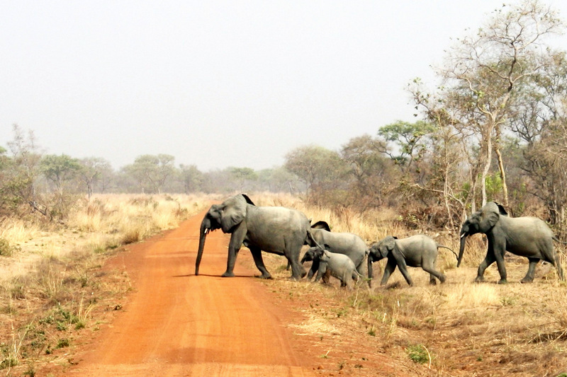 Pendjari National Park 