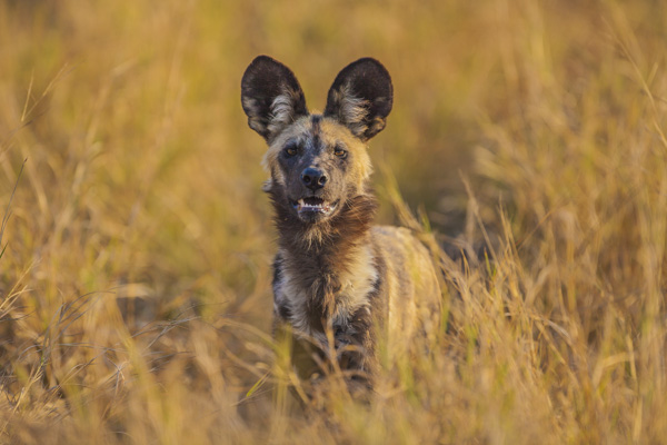 Okavango Delta