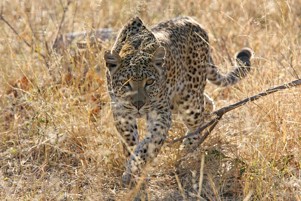 Chobe National Park