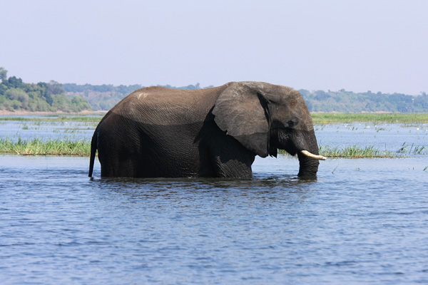 Chobe River safari