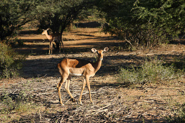 Mokolodi Nature Reserve