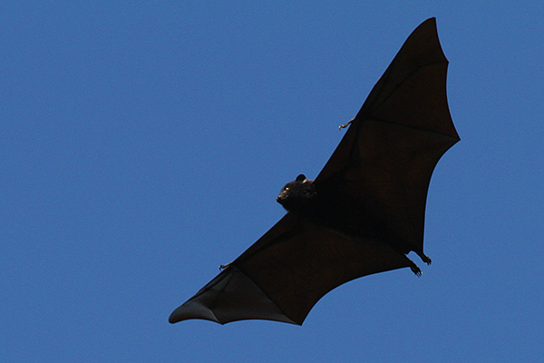 Giant bats