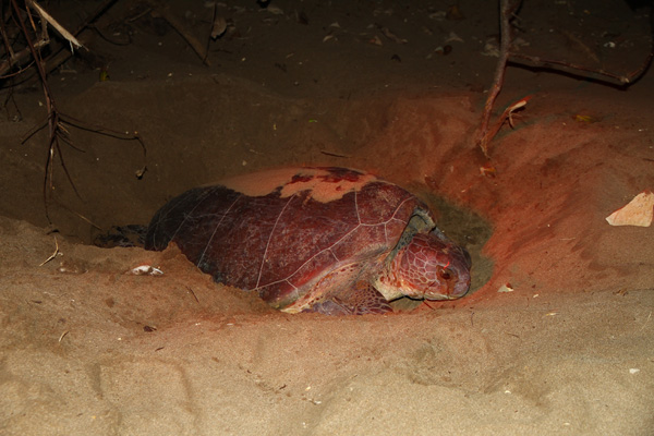 Sea turtles