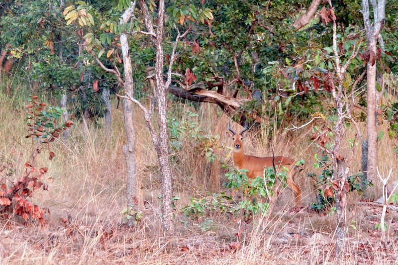 Comoé National Park