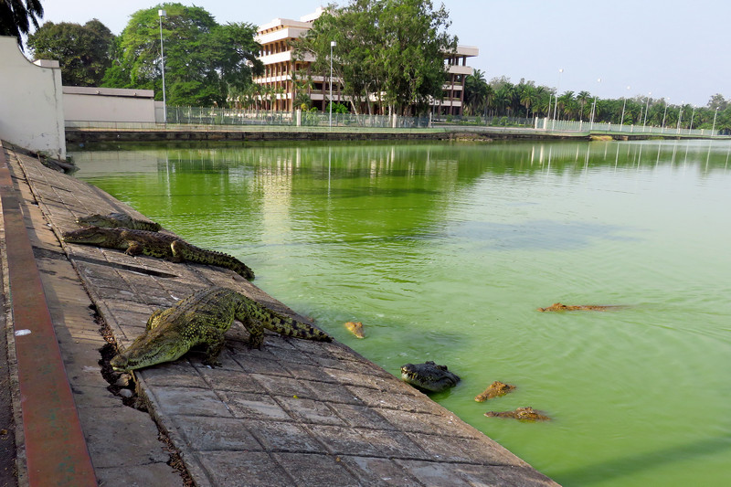 Lac de Caiman