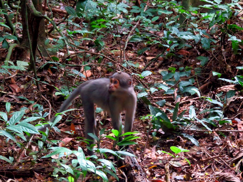Taï National Park