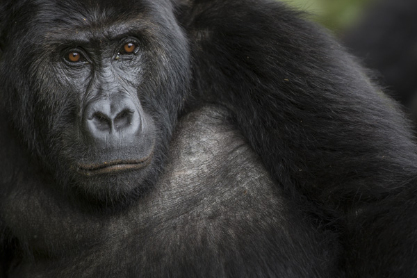 Gorilla