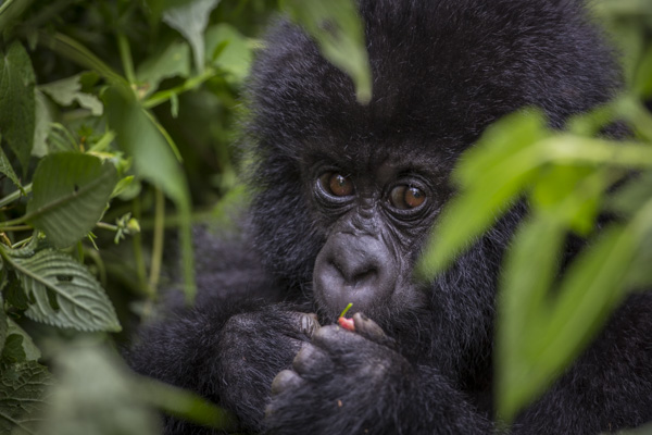 Virunga National Park
