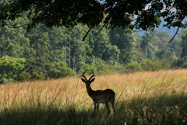 Mlilwane Wildlife Sanctuary