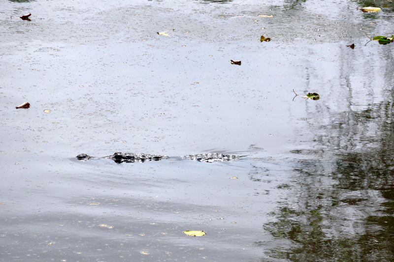 The Gambia River 