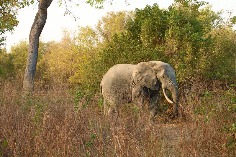 Mole National Park