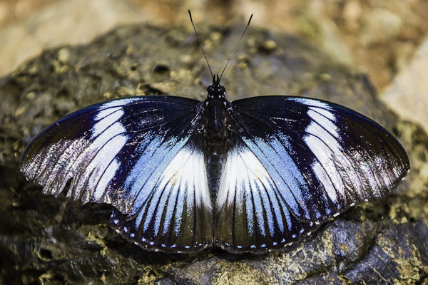Birds and Butterflies