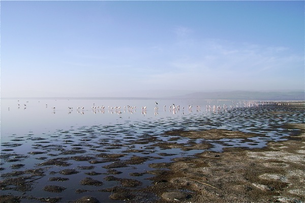 Safari at Lake Nakuru