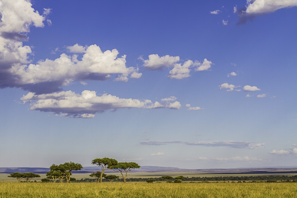 Mara Wildlife Watching