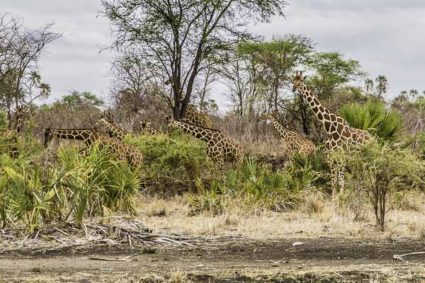 Remote Safari