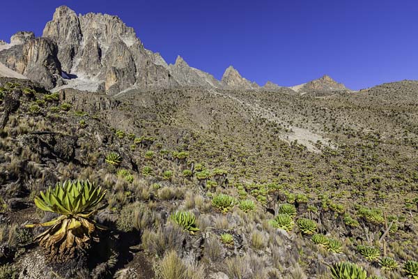 Scaling Mt Kenya