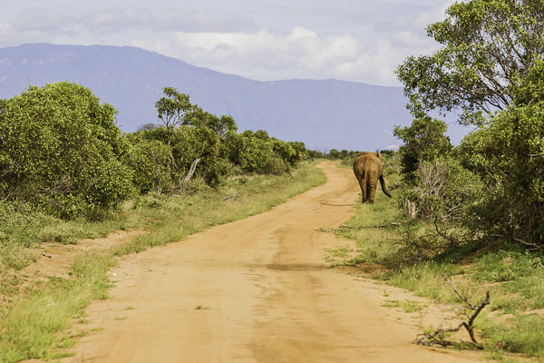 Dusty Elephants