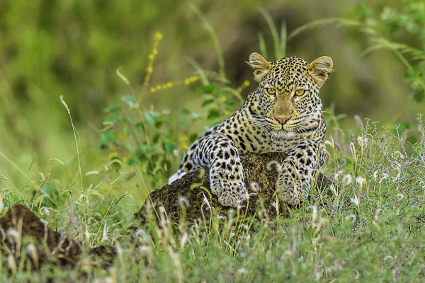 Wildlife near the Coast