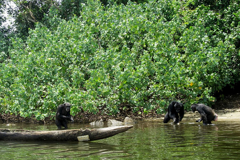 Monkey Island