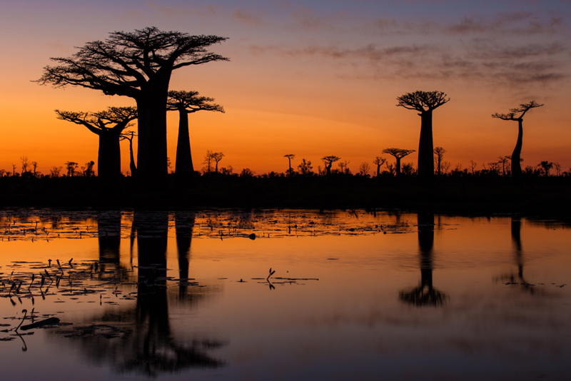 Baobab trees in Madagascar