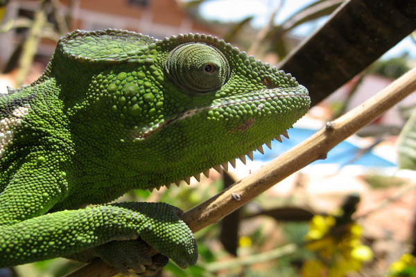 Chameleons
