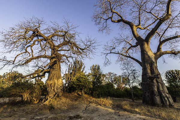 Liwonde National Park