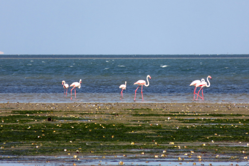 Parc National du Banc d’Arguin