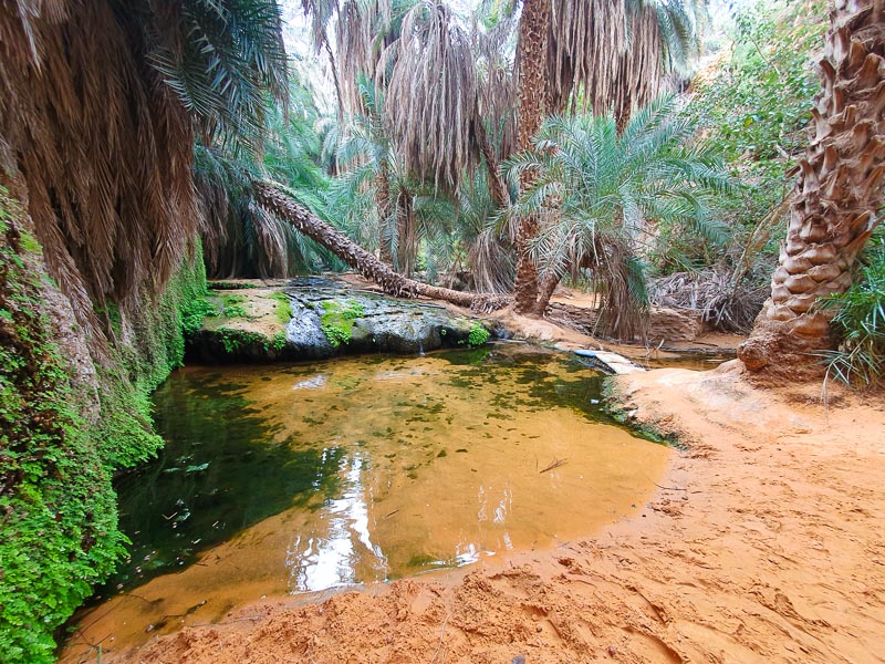 Terjit Oasis