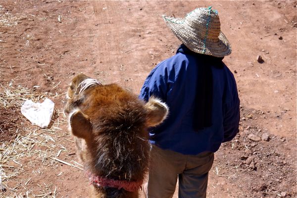Camel riding