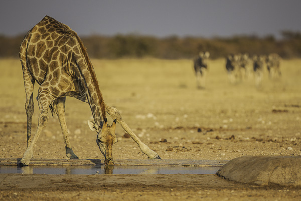 Etosha National Park